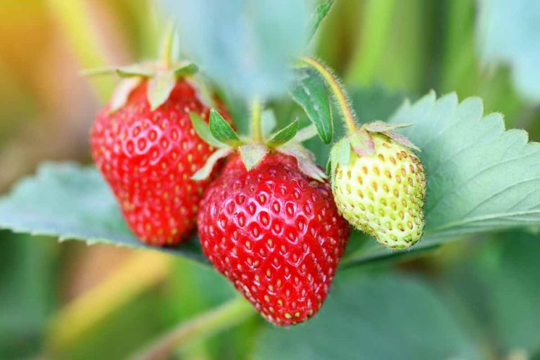 Exploring Different Strawberry Plant Varieties: Which One’s for You?